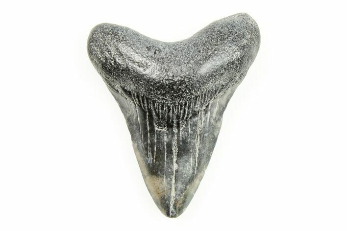 Juvenile Megalodon Tooth - South Carolina #196160